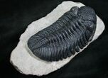 Gorgeous Phacops Trilobite - Rare Type #8144-4